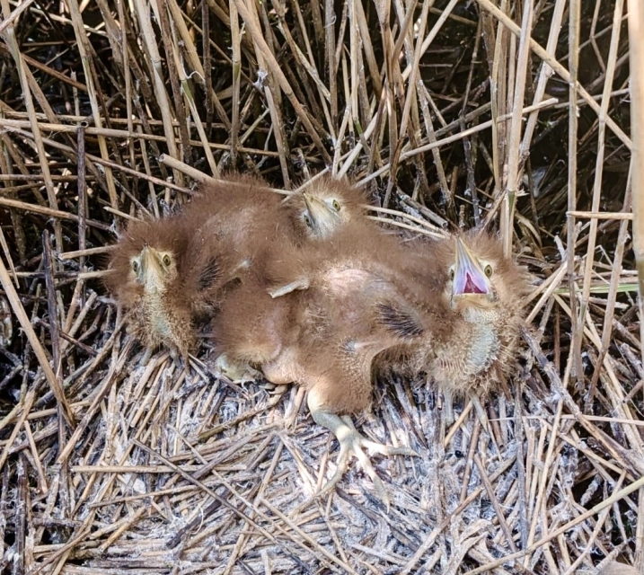 Three bittern chicks on a nest at WWT Martin Mere, Lancashire